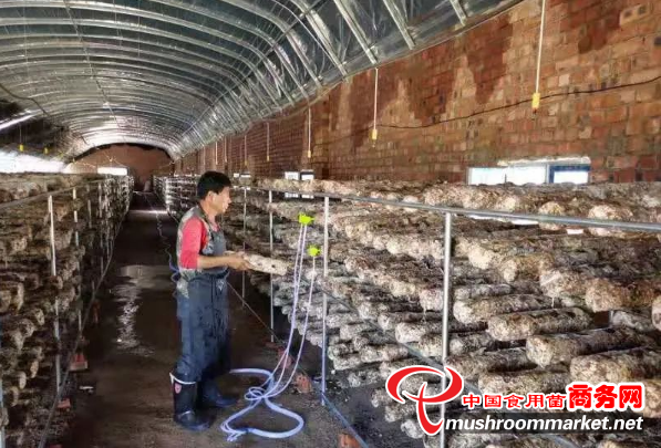 內(nèi)蒙古商都縣：整合資金 推進(jìn)食用菌產(chǎn)業(yè)規(guī)模化發(fā)展