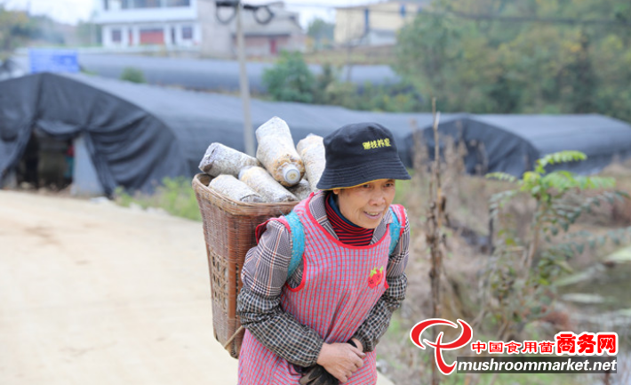 贵州黔西县：种植羊肚菌 拓宽增收路