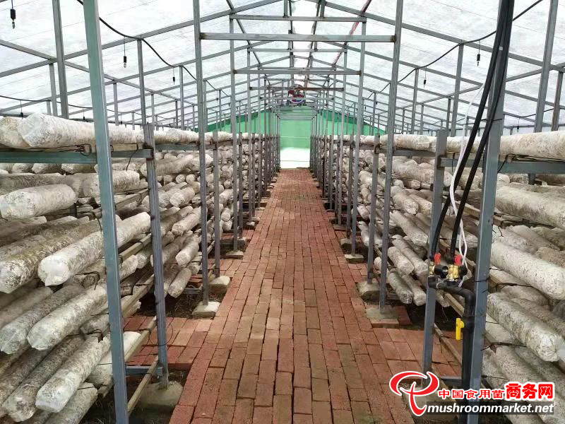 河南南阳市：香菇“小项目”形成“大产业” 持续发挥带贫致富作用