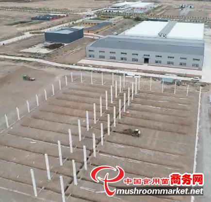 甘肃省张掖市：构建食用菌生态产业体系 推动产业绿色转型发展