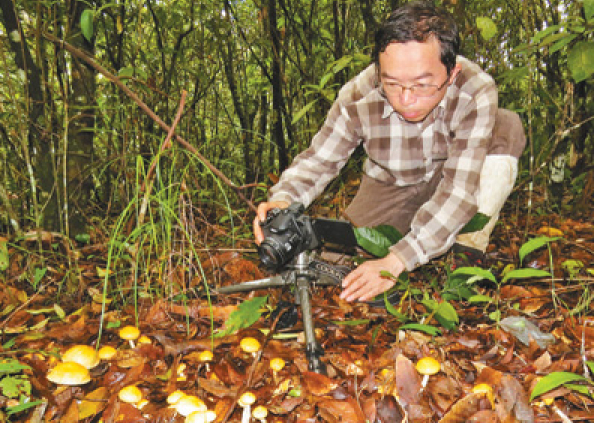 行走在高山峡谷 为大型真菌“亲戚”——来看《人民日报》报道的这位了不起的“蘑菇先