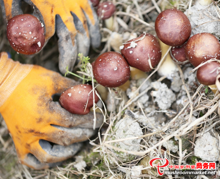 贵州锦屏县：形成大球盖菇农业产业链 有效带动农民增收