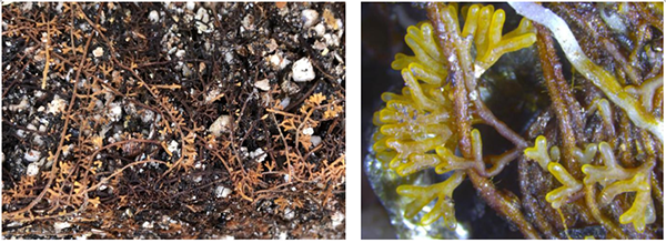中國科學院昆明植物研究所成功培育出野生松乳菇