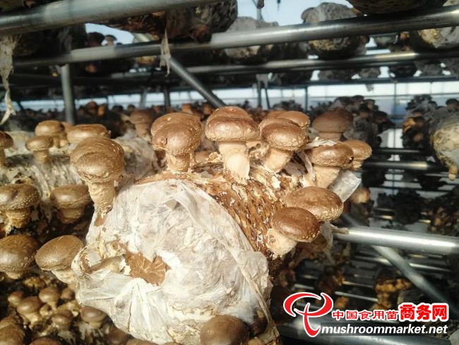 新疆和田县：“产业树”扶贫模式使香菇产业富了民