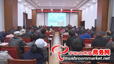 云南澄江市大力发展食用菌产业 助推乡村振兴