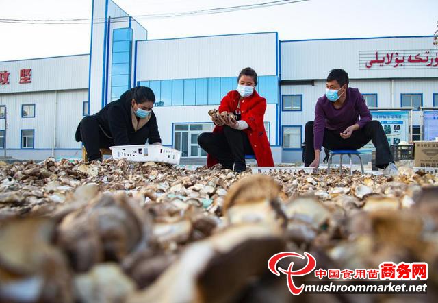 新疆洛浦县：小蘑菇撑起“致富伞” 带动200名群众就业