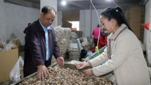 年交易干品香菇80萬斤 賣出6000萬元山貨！河南魯山的這位“女掌門”真厲害