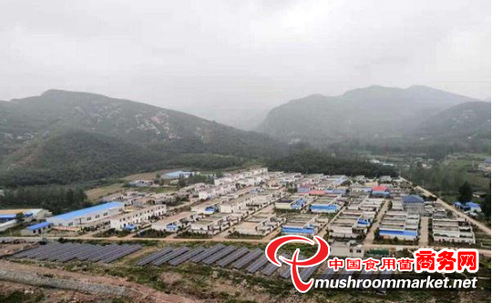 河南泌阳县：从“种、管、销”三方面入手 大力发展香菇产业