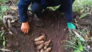 湖南綏寧縣：高寒山區(qū)種天麻 解開群眾“致富碼”