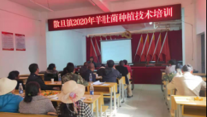 云南昆明散旦鎮開展2020年羊肚菌種植技術培訓