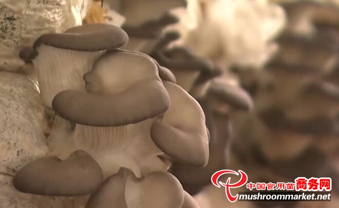 河北灵寿县：秀珍菇进入高产期 每年带来3.5亿元纯收入