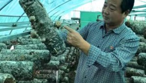 山西壶关县：立足香菇产业优势 打造“特色种植”模式