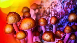 “迷幻蘑菇”竟能治疗抑郁症？临床试验揭示更多发现