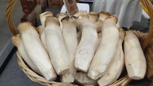 河北邯鄲市“魏縣杏鮑菇”在杭州A20大秀身材 新國貨亮相新農展