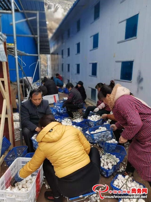 河南镇平县：双孢菇产业成为防止返贫新利器