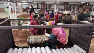 河南灵宝市加工9000余万袋食用菌菌棒 实现“煤改气”