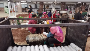 河南靈寶市加工9000余萬袋食用菌菌棒 實現“煤改氣”