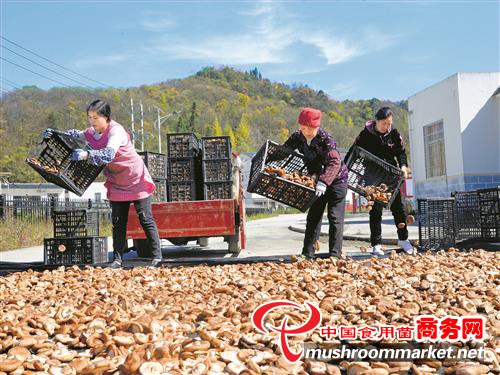 湖北宣恩县烟叶分公司引进香菇种植产业 助贫困户增收