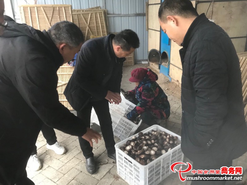 河南南阳市：技术培训送到家 香菇撑起致富花