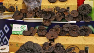 廣西柳州融水靈芝亮相第十八屆中國國際農產品交易會