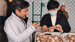 陜西留壩縣：推行食用菌產業“三統一分”發展模式
