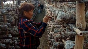 山西陵川县：以食用菌产业规模化发展 走出促进乡村全面振兴之路