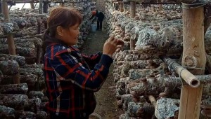 山西陵川縣：以食用菌產業規模化發展 走出促進鄉村全面振興之路