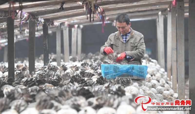 河北曲周县：食用菌产业助农增收 带来持续可观收益
