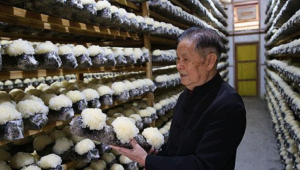 匠心堅守 讓銀耳“遍地開花” -——記我國著名食用菌專家姚淑先先生