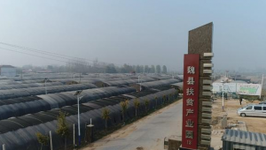 河北魏縣：“小”蘑菇“大”產業 拓寬群眾增收致富路