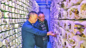 貴陽白云區(qū)全力打造食用菌智能化菇房