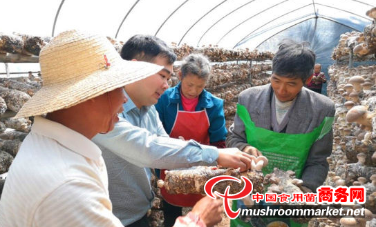 四川广元市与浙江龙泉市开展东西部扶贫协作 发展香菇产业
