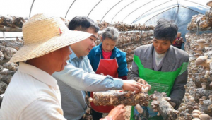 四川广元市与浙江龙泉市开展东西部扶贫协作 发展香菇产业