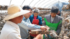 四川廣元市與浙江龍泉市開展東西部扶貧協作 發展香菇產業