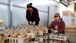 重庆市云阳县700余亩羊肚菌为村民撑起“致富伞”