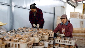 重慶市云陽縣700余畝羊肚菌為村民撐起“致富傘”