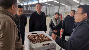 湖北隨縣委書記陳興旺到草店鎮調研香菇基地生產經營情況