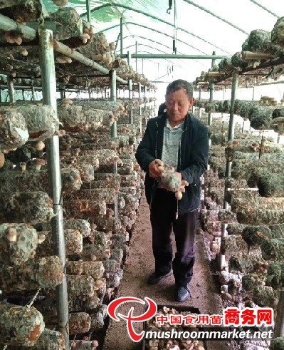 贵州瓮安县：“活起来”的小香菇 托起群众致富梦