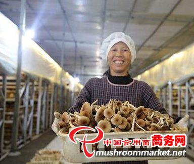 江西赣县区：小蘑菇撑起“致富伞” 助推茶树菇产业提质升级