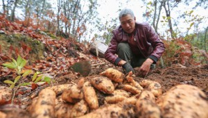 贵州毕节市：铺就天麻致富路 带动130余户贫困户脱贫增收