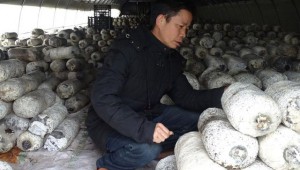王建林︰發展食用菌，助力脫貧致富