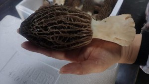 黑龍江科學院微生物研究所組建團隊科研攻關羊肚菌種植技術 實現12月份穩定出菇