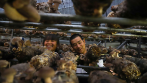 福建省宁德市：生产4万棒香菇 带动贫困户增收