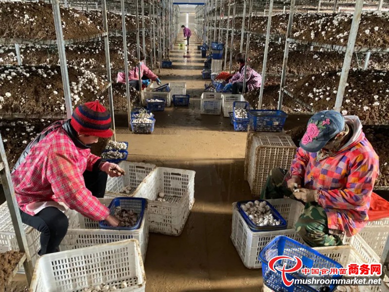 河南镇平县全媒体联盟助力双孢菇产业不断发展