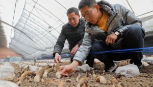 內蒙古呼和浩特市：羊肚菌架起“致富棚”