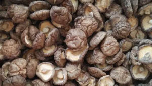 河北省唐山市被认定为中国特色农产品优势区 香菇火了