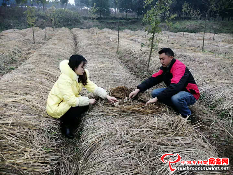 湖北沙洋县：种植大球盖菇 开启脱贫致富门