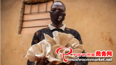 卢旺达：小菌草念响“致富经”