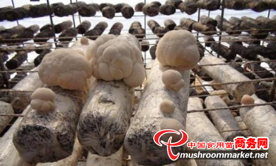 贵州三穗县：发展以猴头菇为主的食用菌产业 逐步打造精深加工产业集群