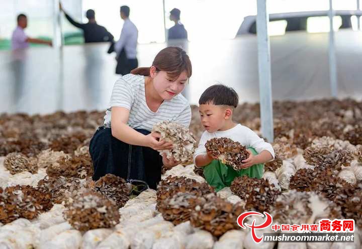 浙江庆元县中济村灰树花产量占全国产量四分之一 小康路上有奔头
